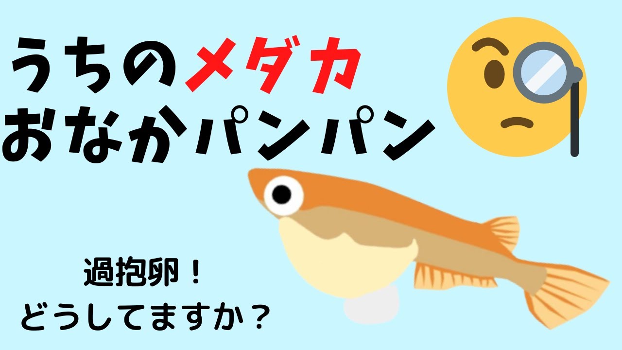 過抱卵の対処方法 Youtube