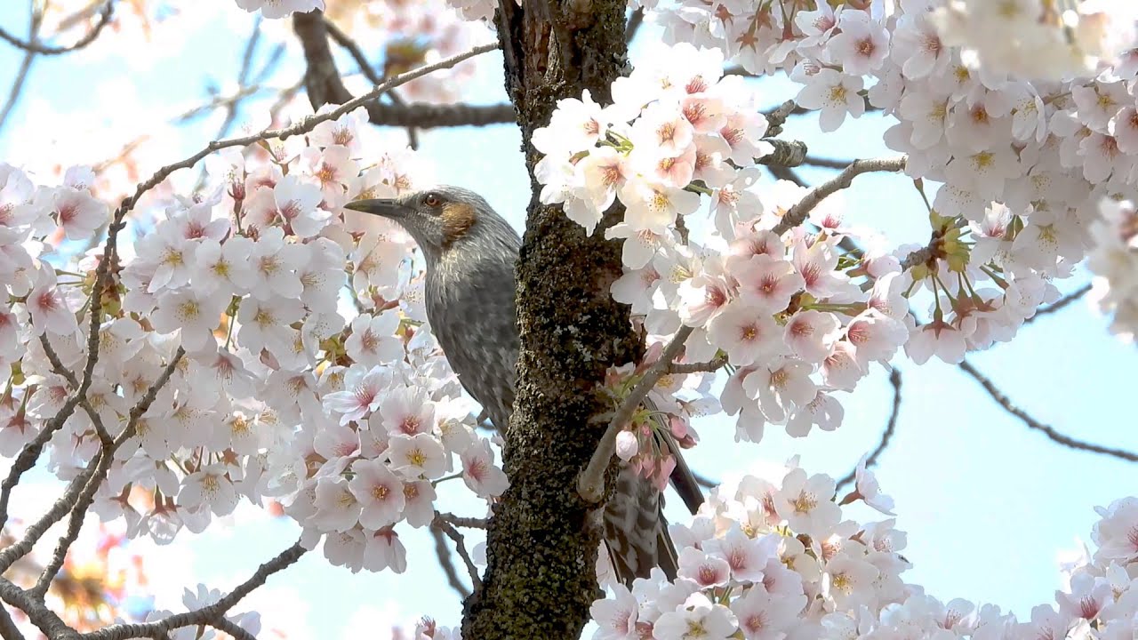 ヒヨドリ｜日本の鳥百科｜サントリーの愛鳥活動