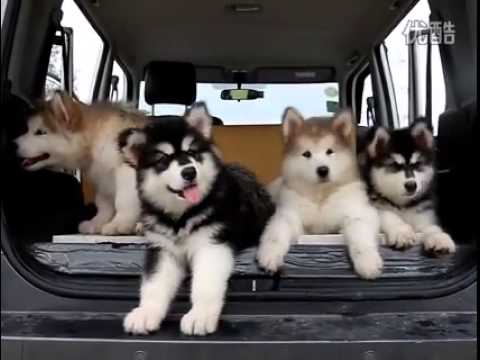 Malamute Puppies You Malamute Puppies You