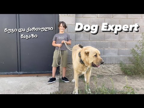 ნუგი საჯაია ძაღლების ექსპერტი ქართული ნაგაზი ტუგა / Nugi Sajaia Dog Expert Georgian Shepherd Dog