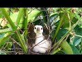 Bird Incubating Eggs in Windy Day (3) – Mother White-breasted Waterhen Hatching in the Nest E102