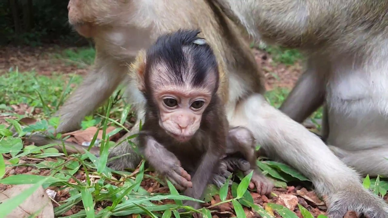 What cute baby Bree doing? | Adorable small baby monkey Bree!