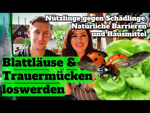 Video: Behandlung von Zuckermais-Nematoden - Bekämpfung von Zuckermais-Nematodenschädlingen in Mais