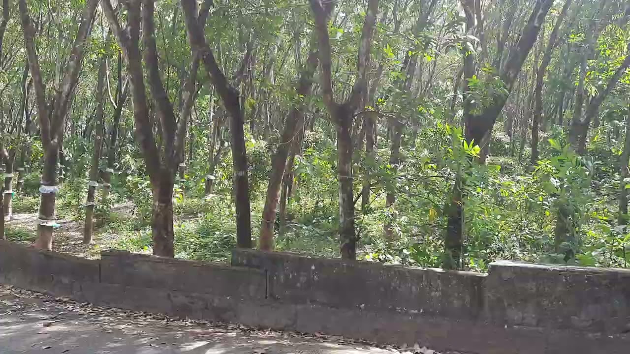 Neighbouring Rubber trees with different leaves