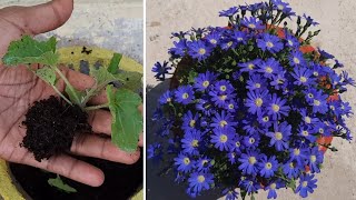 cineraria seeds to flowers|how to grow cineraria from seeds|full updates