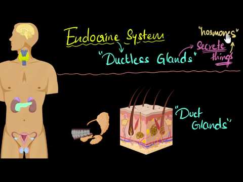 Endocrine system (major hormones \u0026 functions) | Control \u0026 Coordination | Biology | Khan Academy