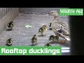 Tiny ducklings rescued from Chelsea footballers home!