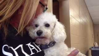 Meet Mr. Magoo at the New York Super Pet Adoption