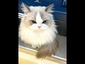 REMEMBER Me I M HERE Cat Kitty Catvideos Cute Cats REMEMBER Me I M HERE Cat Kitty Catvideos Cute Cats