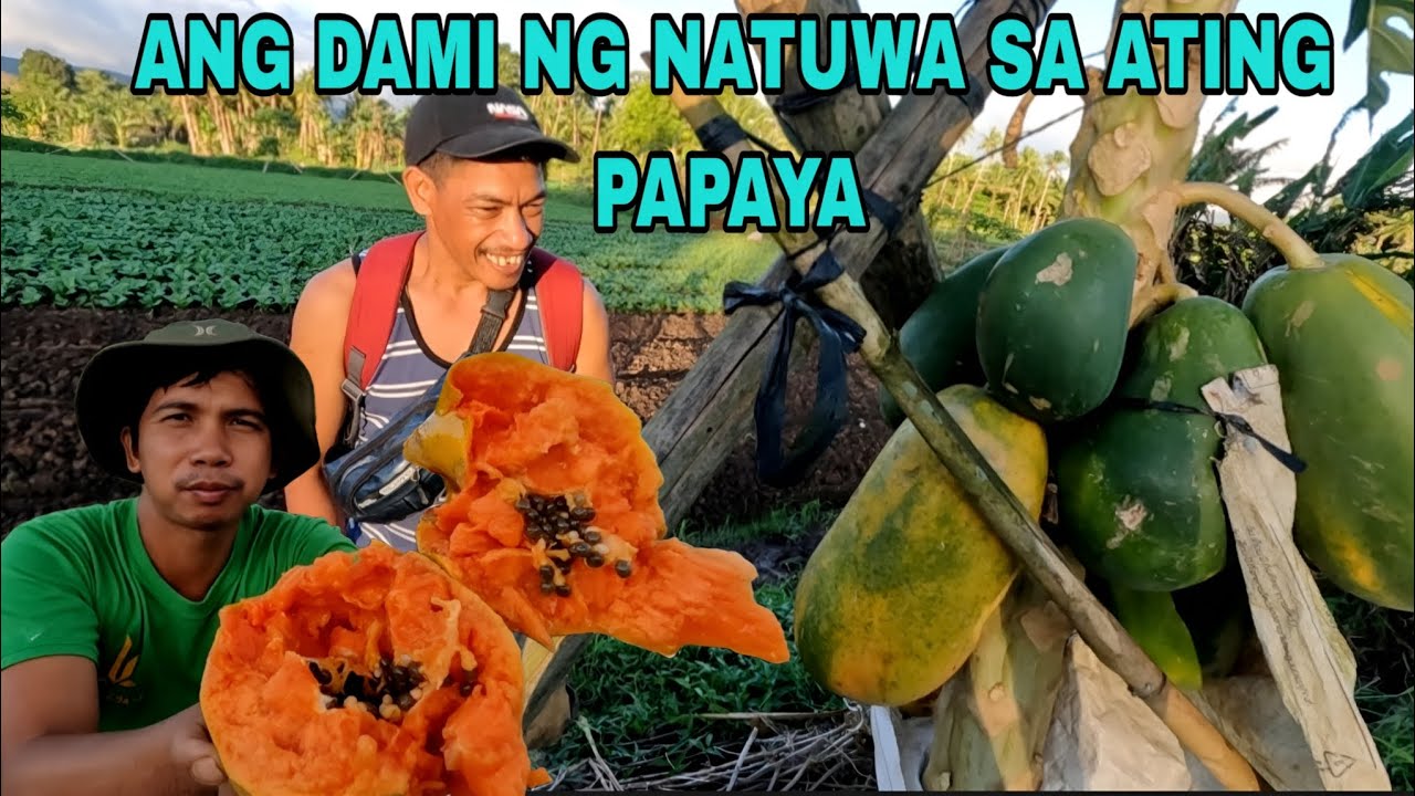 Daming NATUWA SA  ATING papaya humahanap cla ng BINHE ng red lady