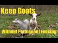 Keeping Goats Without Permanent Fencing