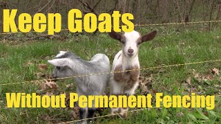 Keeping Goats Without Permanent Fencing