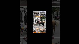Visit Historic Lafayette, New Jersey a Revolution for Food, Drink, Antiques, Shops & Events