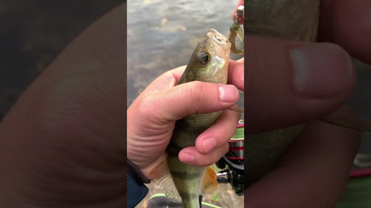 Окунь на Reins G-Tail Saturn Micro! Рибалка 