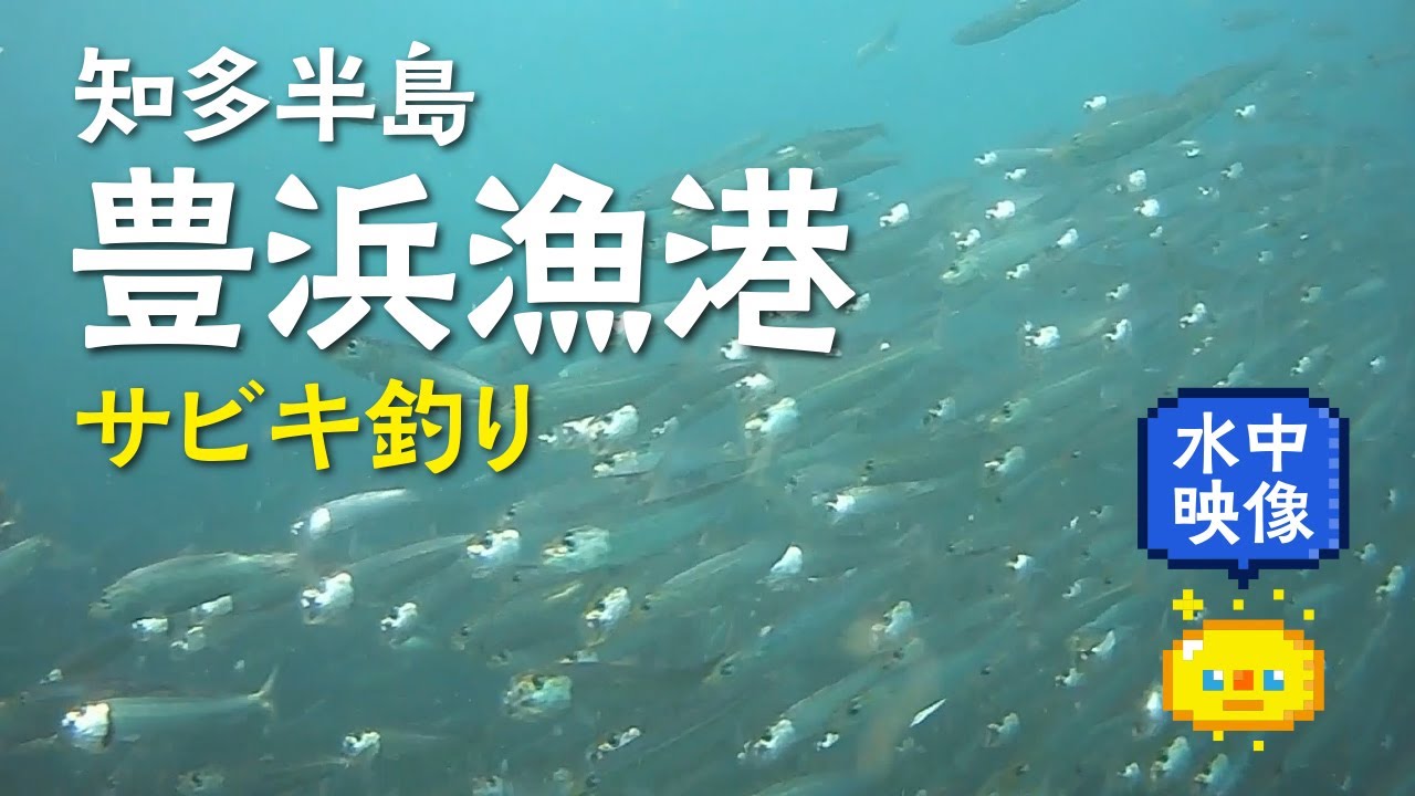 【水中映像】豊浜釣り桟橋　1月上旬　イワシのサビキ釣り / Underwater video