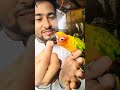 আলহামদুলিল্লাহ সোনা মিয়া এখন  নিজে খায় #birdshelpcare #parrot