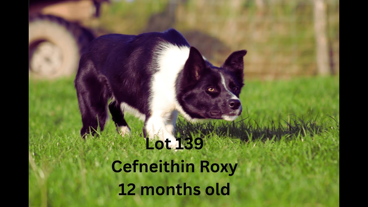 Lot 139: Cefneithin Roxy - 12.11.25 - Farmers Marts Dolgellau Online Sheepdog Auction