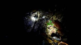Amazonas - Tarantula - Getting the spider out of its casa.avi