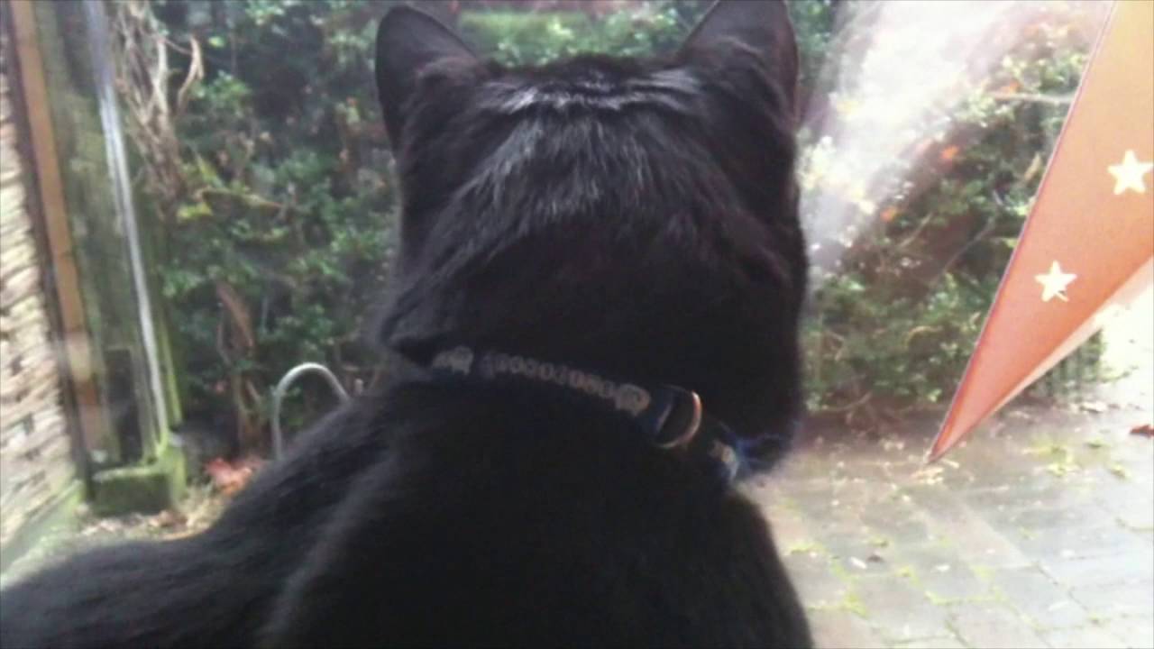 camera iphone 8 plus apk Domestic cat tweeting and chirping at birds