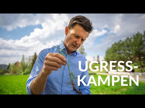 Video: Hva er ugress gi eksempler?