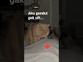 Oyen gendut #cat #funny #cute
