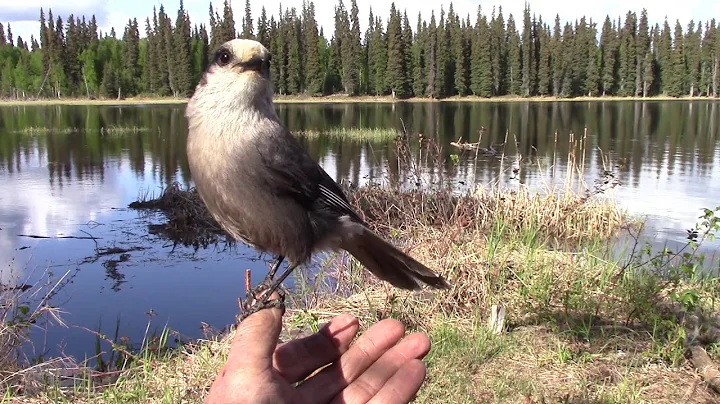 Friendly Gray Jays in Alaska