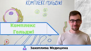 Комплекс Ґольджі(КҐ): будова та функції