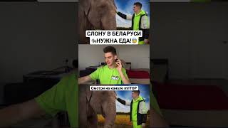 СЛОН ОСТАЛСЯ БЕЗ ЕДЫ 😥