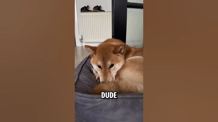 That’s my Dude🙌🥰🫶 #shiba #dogbreed #viralvideo #video #shorts #pets #dog #funny #cute #cutedog