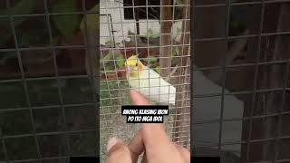 ANONG KLASING IBON PO ITO #highlights #viralvideo #viralvideo #10million #highlights #trendiNG.