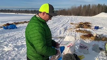 What do mushers eat on the Iditarod trail?