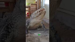 This Crocodile Lets Birds Clean Its Teeth!