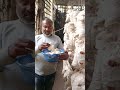 মাস্রুম একটি লাভজনক চাষ। #trending #video #agriculture