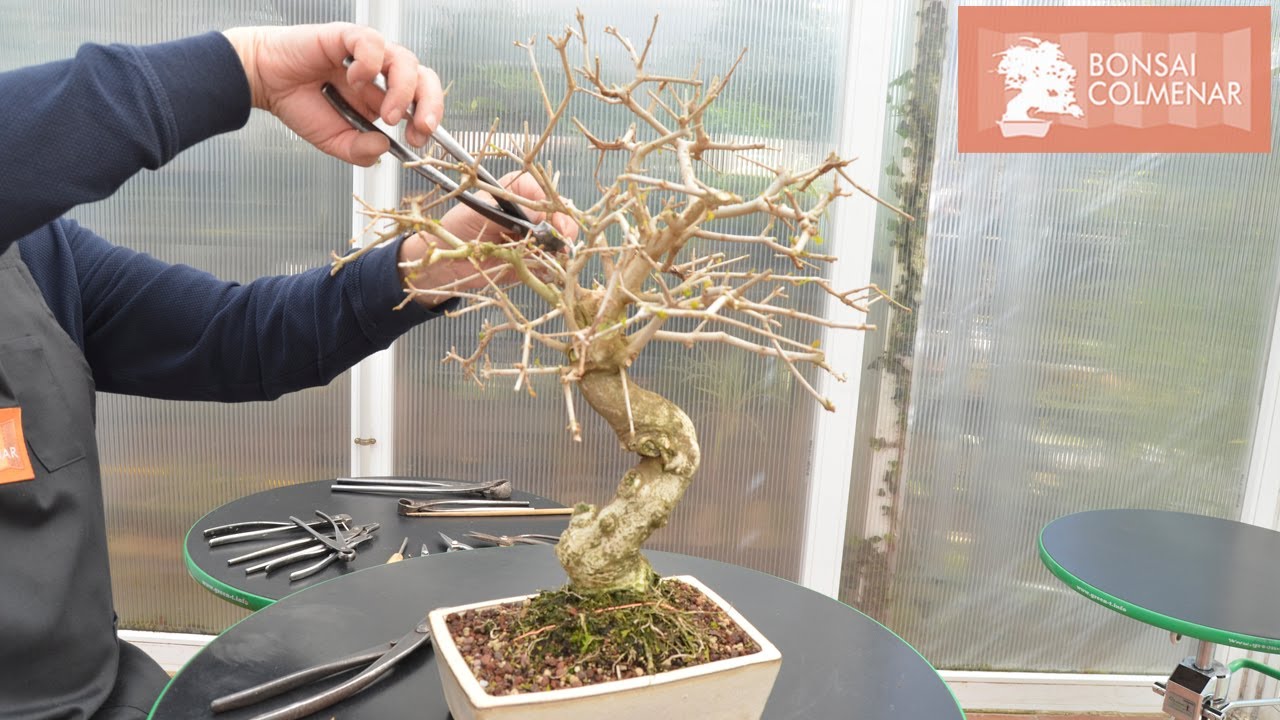 Fresno poda y trasplante - Bonsai Colmenar