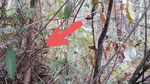 ต่อไก่เข้าไม่ติดครื้น Dib Qaib Qus Tuaj Zoo Heev Tsis Mag Tsig 15/01/2021