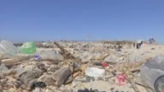 Biodegradable plastic made from seaweed organisms