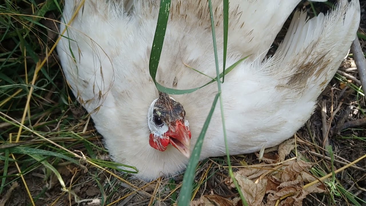 Beyaz Orman Tavuğunun Yuvasını Buldum(Beyaz Beç Tavuğu Yuvasını Korumak Için Saldırıyor)!#YABANHAYAT