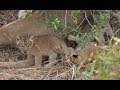 SafariLive Aug 27 - New Nkuhuma lion cubs!