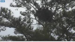 41116 Moms Feather Drop