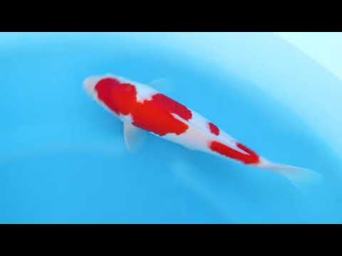 Kohaku by Sakai Fish Farm SK 824