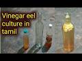 vinegar eel culture in tamil|வினிகர் ஈல் கல்ச்சர் bettafrys first oneweek food #vinegareel