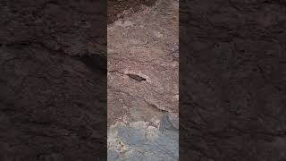 Xenolith in Windsor Tuff again..