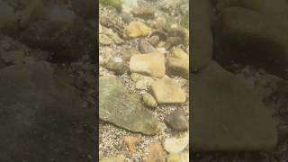 Underwater videography 🩵 in Assam #viral #nature #ytshorts #shortfeed