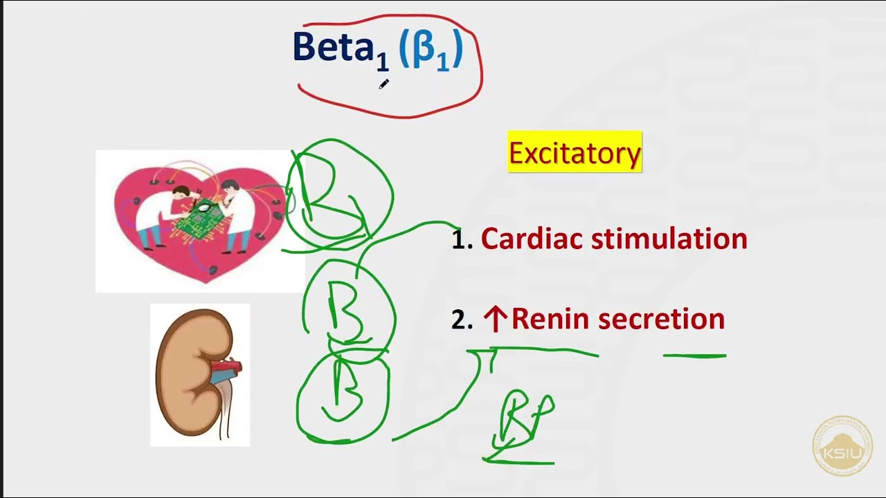 Sympathomimetics 2 | autonomic nervous system pharmacology | pharmacology course | KSIU