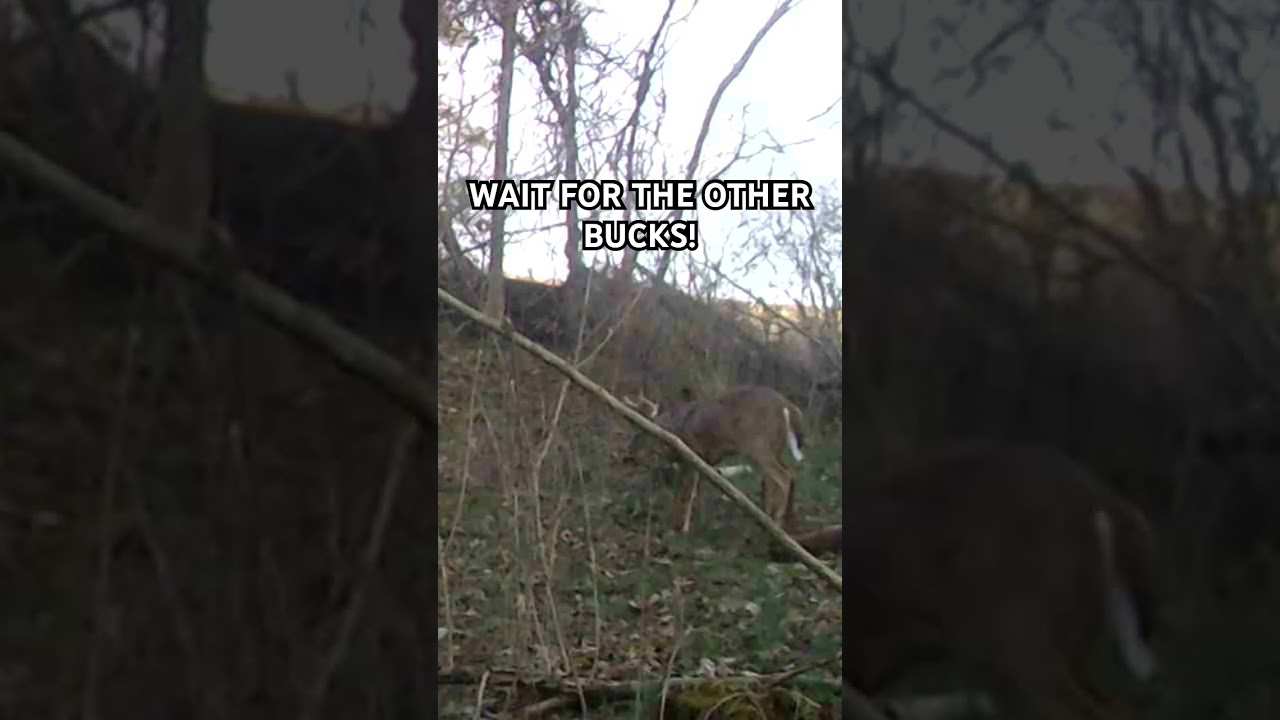 PA BUCK FIGHT! 