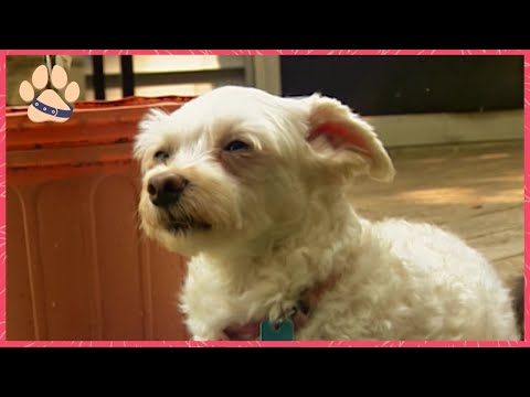 Incredible Dogs: Herding Cattle, Detecting Toxic Mold, and Inspiring Kids with Disabilities