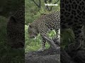 Tingana, old Duke of Djuma, surveys his domain. #wildearth #tingana #throwbackthursday #leopard