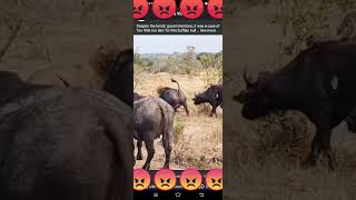 #lion vs buffalo fight to death #buffalo #lion #shorts