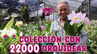 Estás orquídeas son únicas en el mundo: COLECCIÓN DE ORQUÍDEAS PREMIADAS │Candy Bu