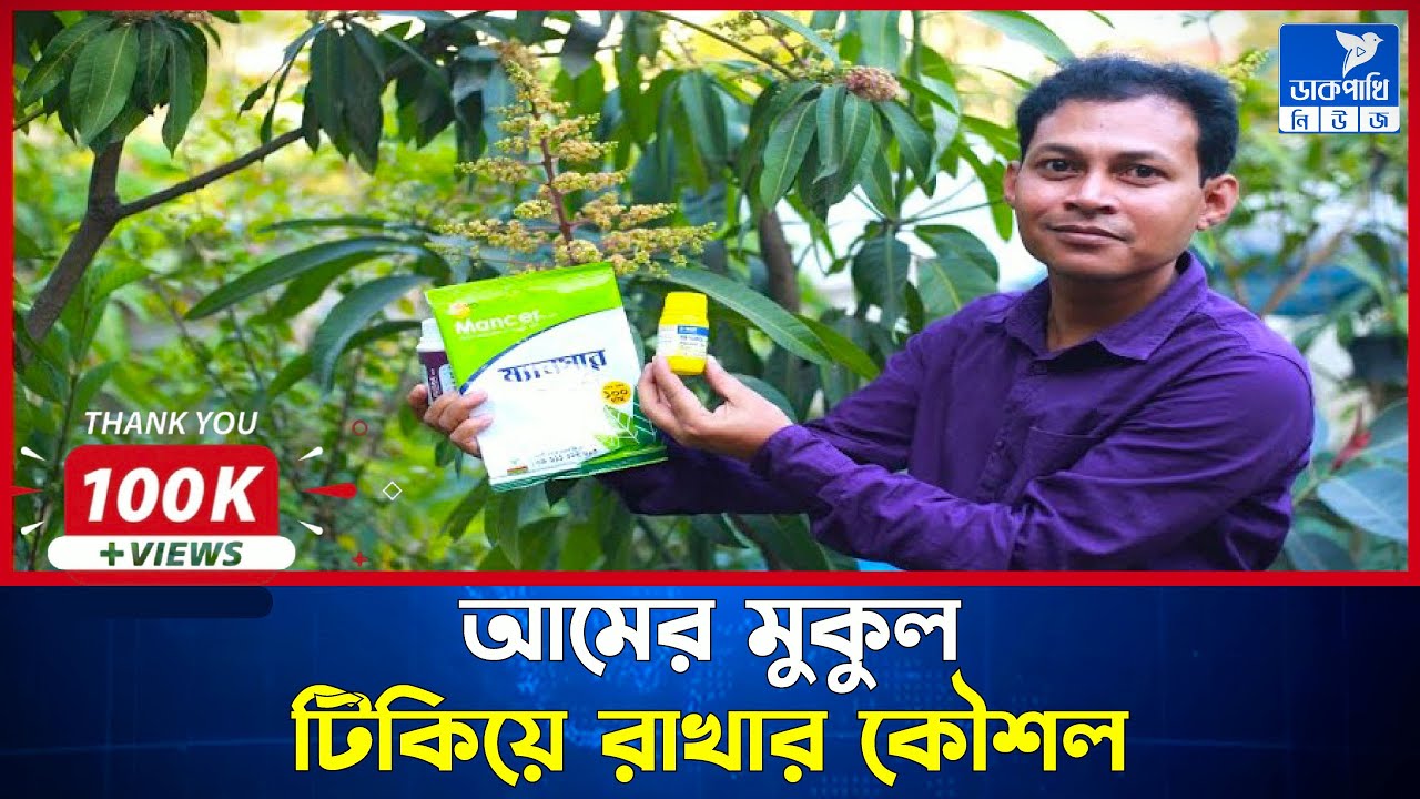 আমের মুকুল টিকিয়ে রাখার কৌশল | DakPakhi News